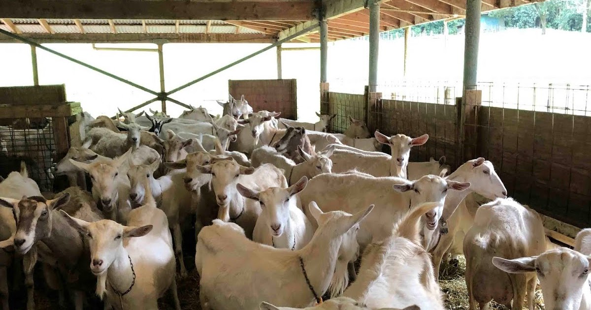 Hawaii Mom Blog Hawaii Island Goat Dairy