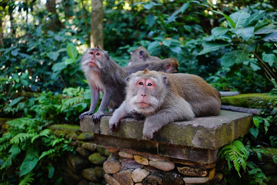 Monkey Forest Ubud, Bali