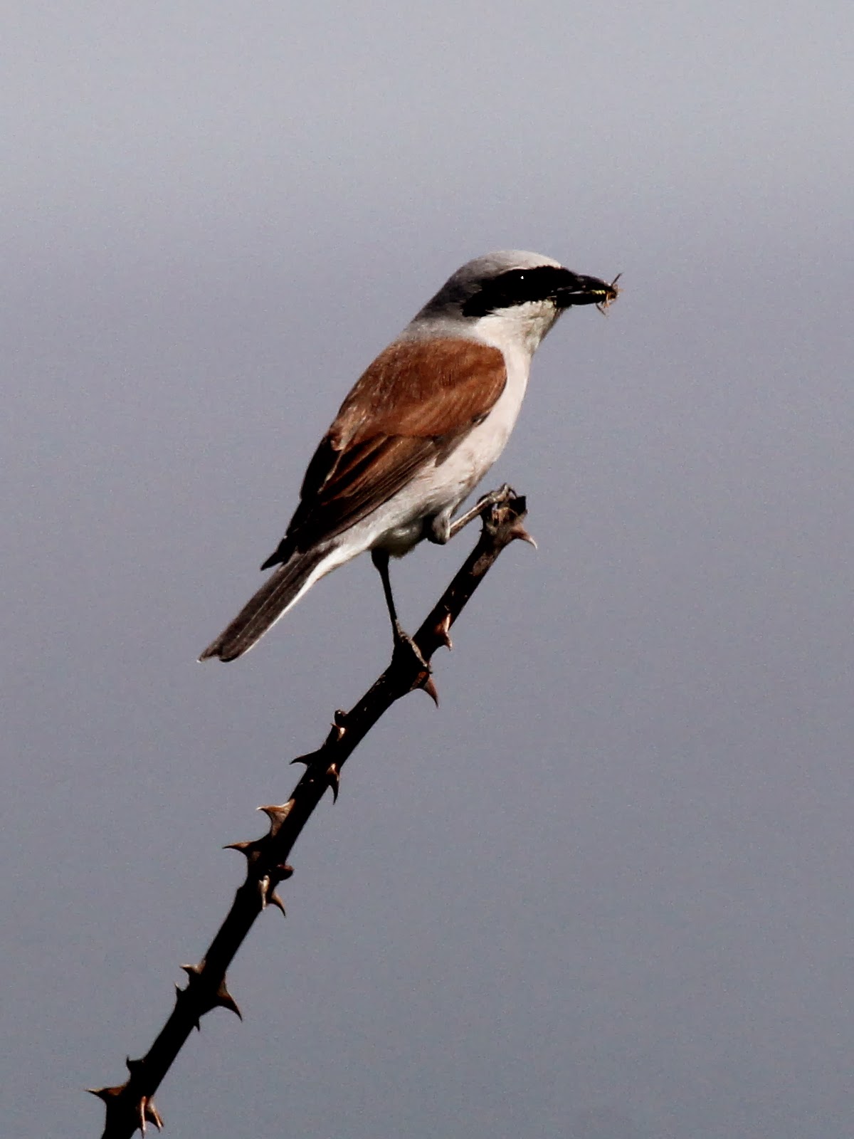 Red-backed Shrike