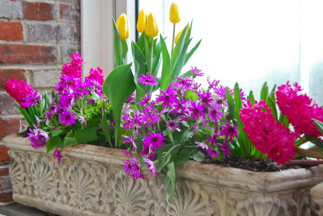 One of my favorite containers: Yellow tulips, purple daisies and pink hyacinths.