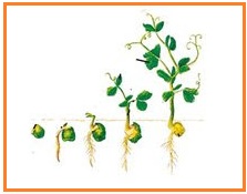 SEMUA TENTANG SMA DAN EDUKASI: LATIHAN SOAL DAN PEMBAHASAN BIOLOGI