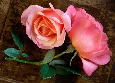 صور ورد, خلفيات ورد, صور ورود, اجمل ورد