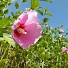 A random Flower of Bhutan