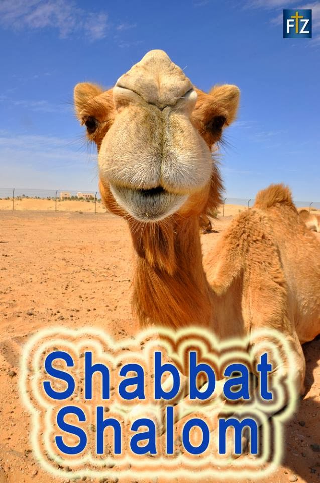 http://1.bp.blogspot.com/-f_KZmhybqsY/UvSoYohPDiI/AAAAAAAAccQ/cwNvhgg07iA/s1600/Shabbat+shalom+-+camel.jpg