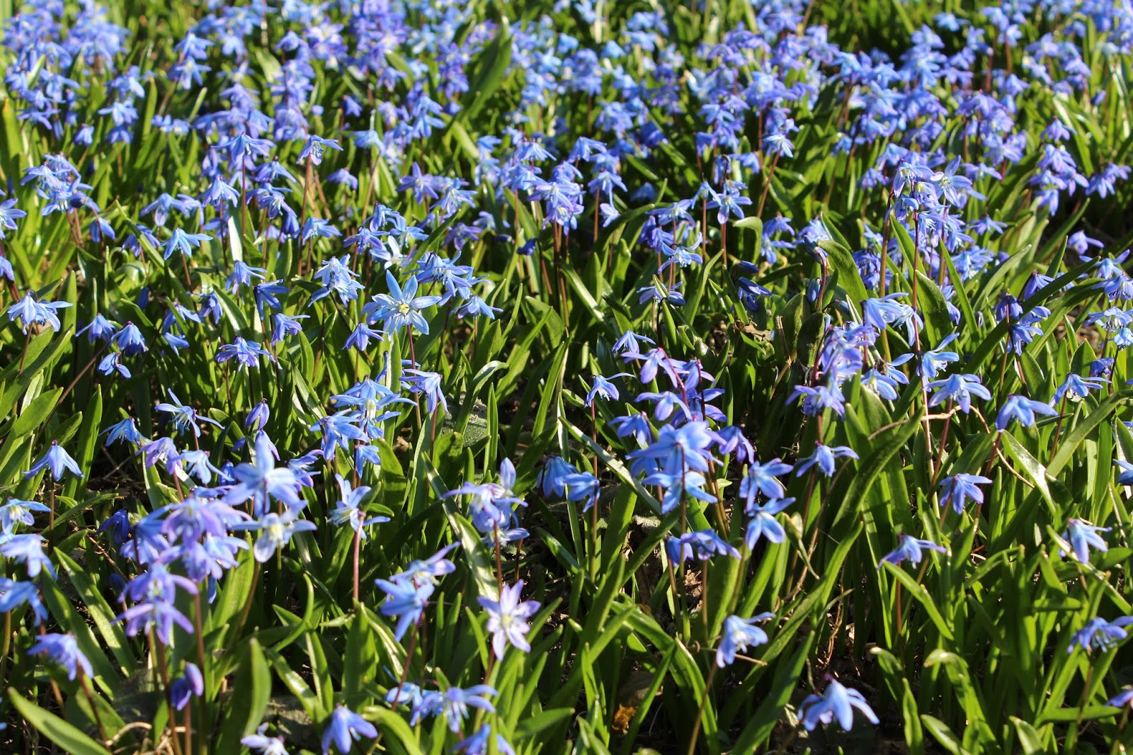 Kukka A flower / KAHDEN TALON VÄKEÄ
