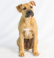 las-senales-calma-perros