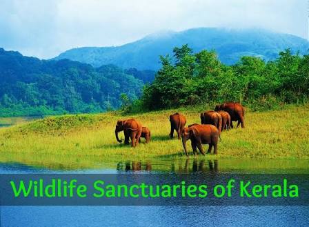 Featured image of post Wildlife Sanctuary In Kerala Psc - Www.exambin.com/learn wildlife sanctuaries in india upsc.