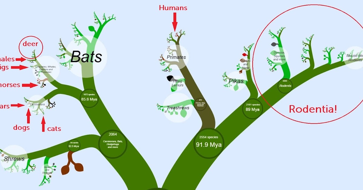 Bat Conservation Bat Classification