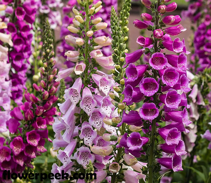 A Complete guide on how to care for Foxglove flowers