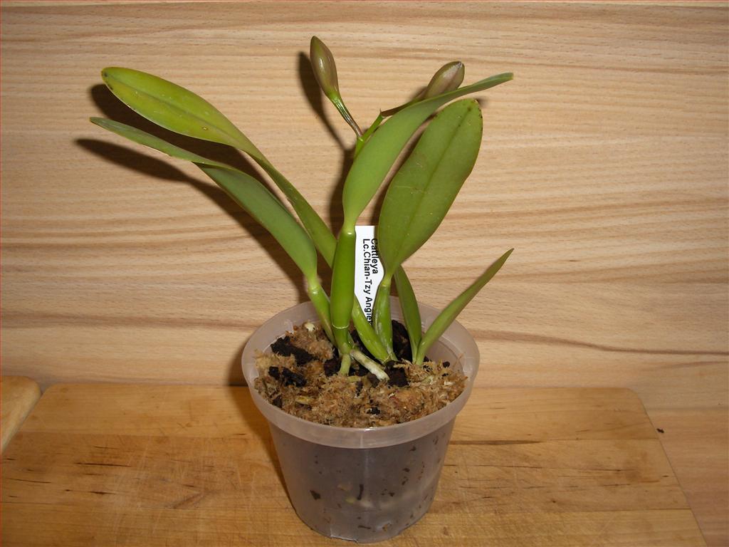 Orchids How To: How to repot a Cattleya orchid in bark and sphagnum-moss