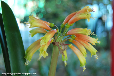 Clivia Interspecific