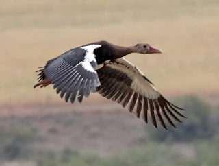 وزه أبو قرن  Spur Winged Goose 