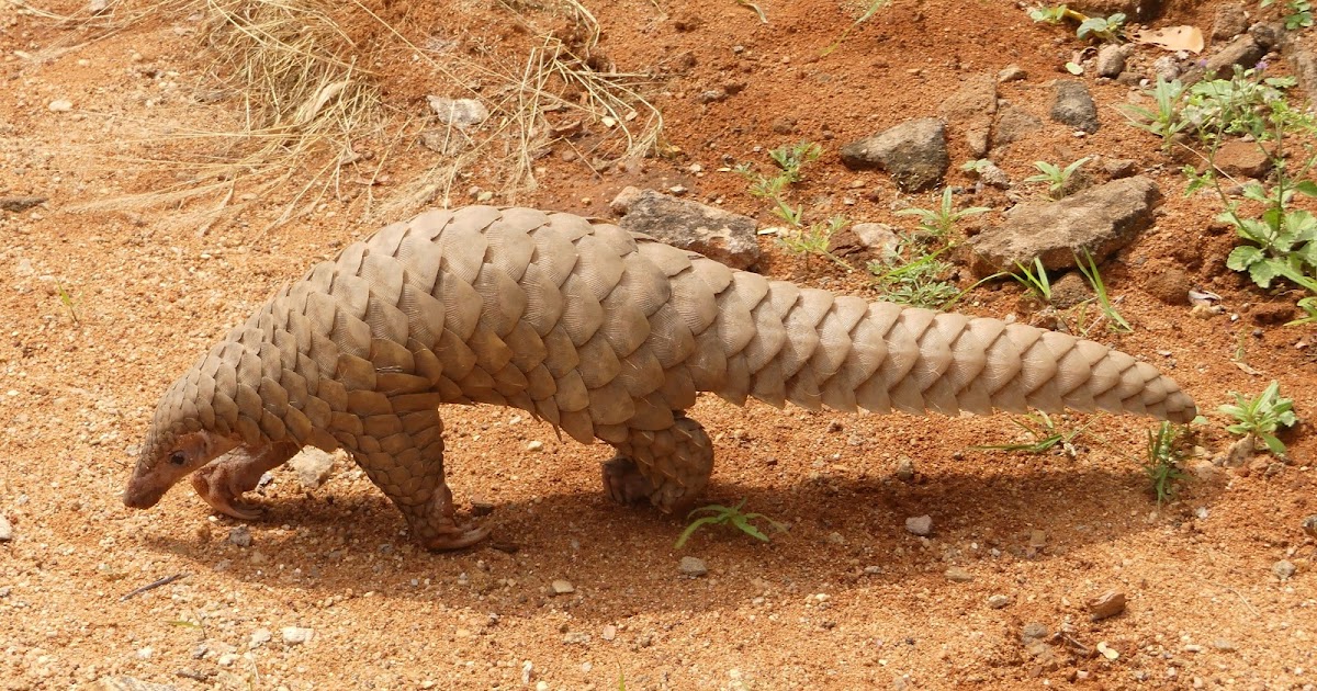 Pangolin Habits, Diet and Other Facts