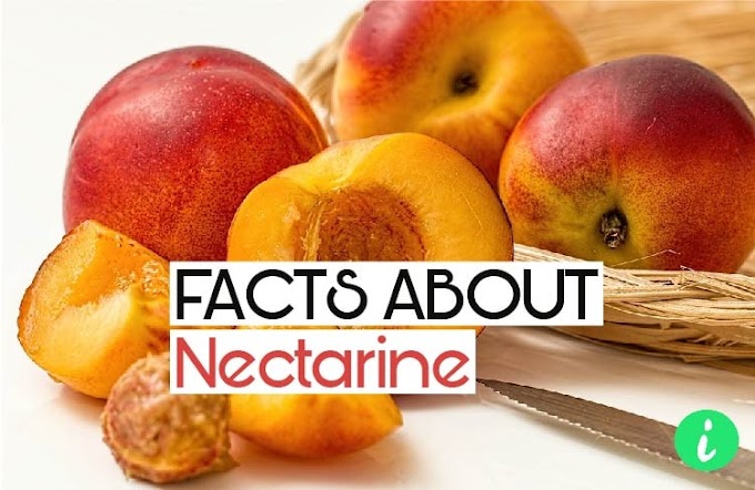Nectarine Facts: 10 Fun Facts About Nectarines - InfoHifi