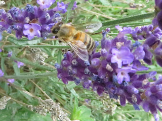 honey bees on lavender honey bees on lavender