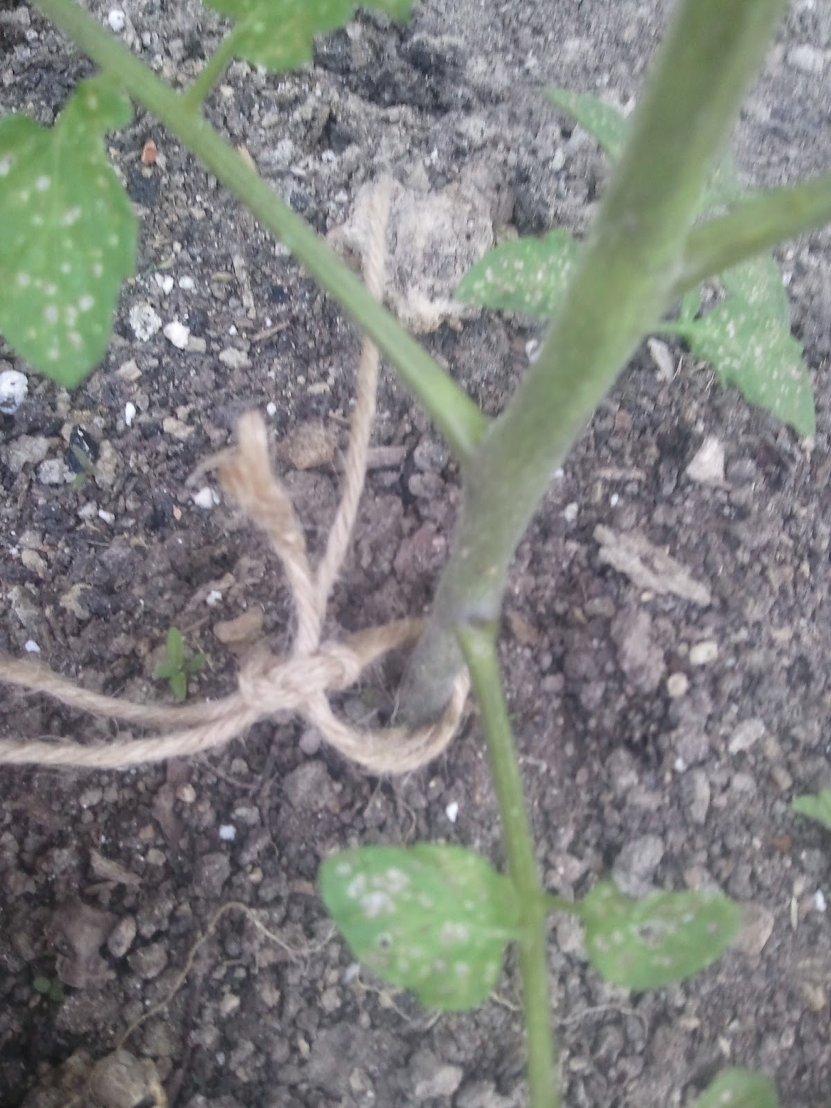 Sanctuary Farm: Tying up Tomato Plants