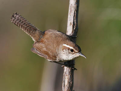 Photo of Bewick's Wren on stick