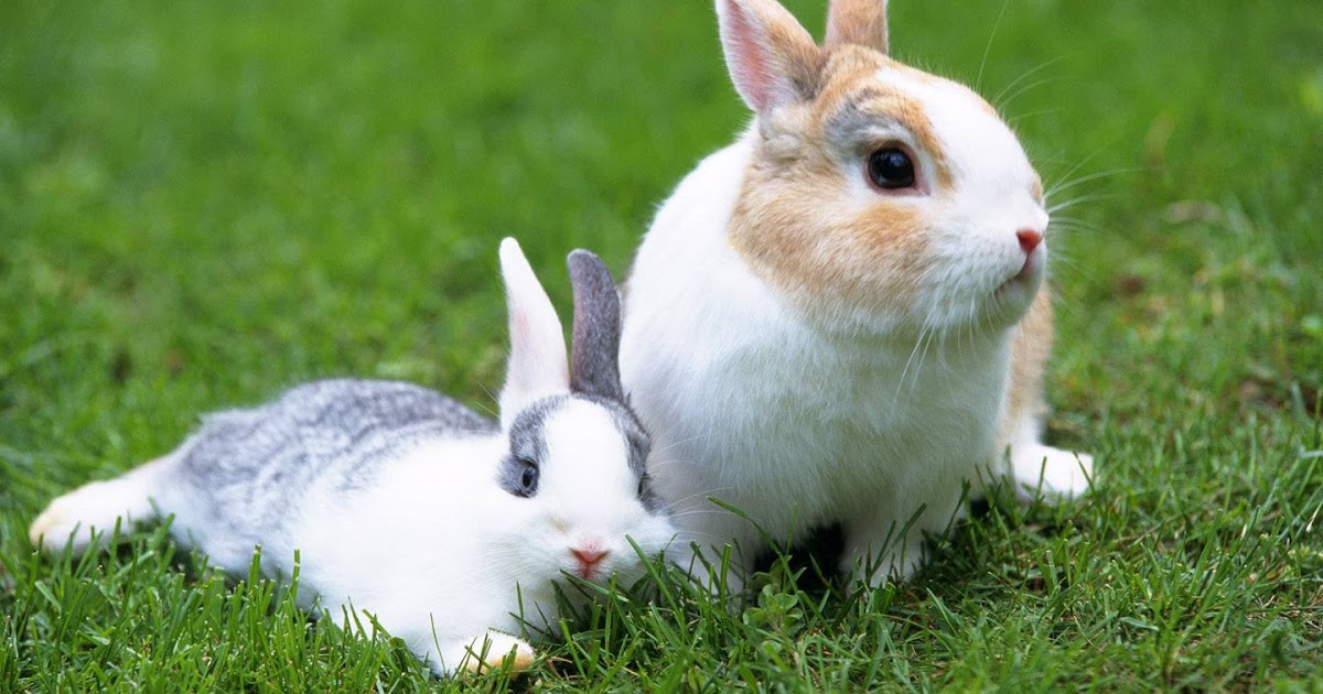 Te gustan los conejos? ~ Zootecnia en linea Te gustan los conejos? ~ Zootecnia en linea