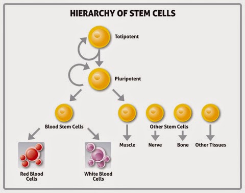 THE CELL OF LIFE! The Stem Cell of Man!