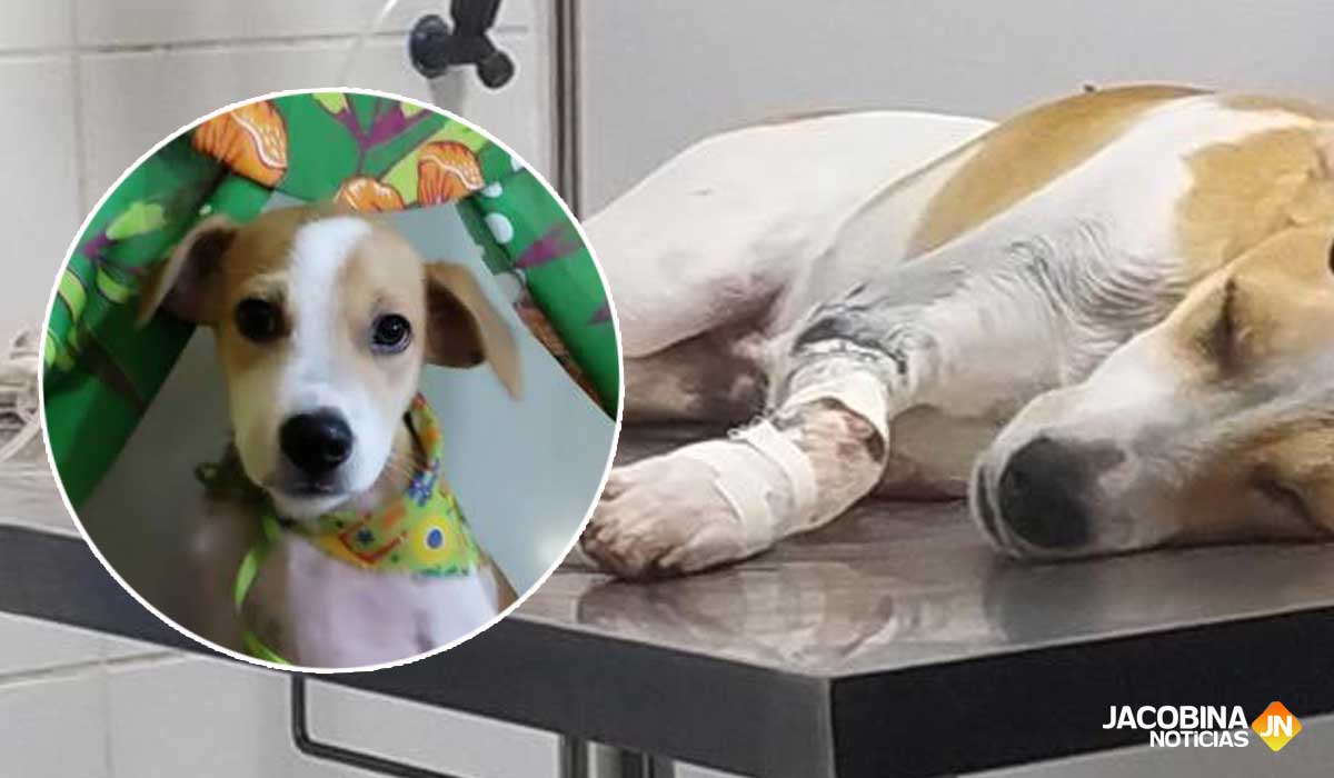 'Quanta maldade há no coração', desabafa tutor de cão envenenado em Jacobina