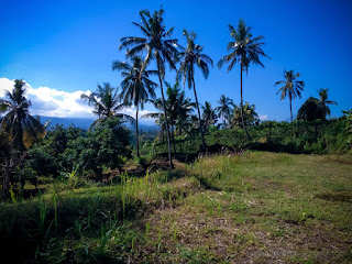 Natural Rural Scenery Farm Fields With Coconut Trees In The Clear Blue Sky At The Village Ringdikit North Bali Indonesia