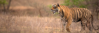 Ranthamore Tiger