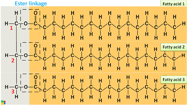 Ester Bond Formation in fats?