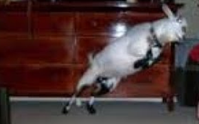 Tafsir Mimpi Melihat Kambing Masuk Ke Rumah Berdasarkan Primbon Jawa Dan  Menurut Islam