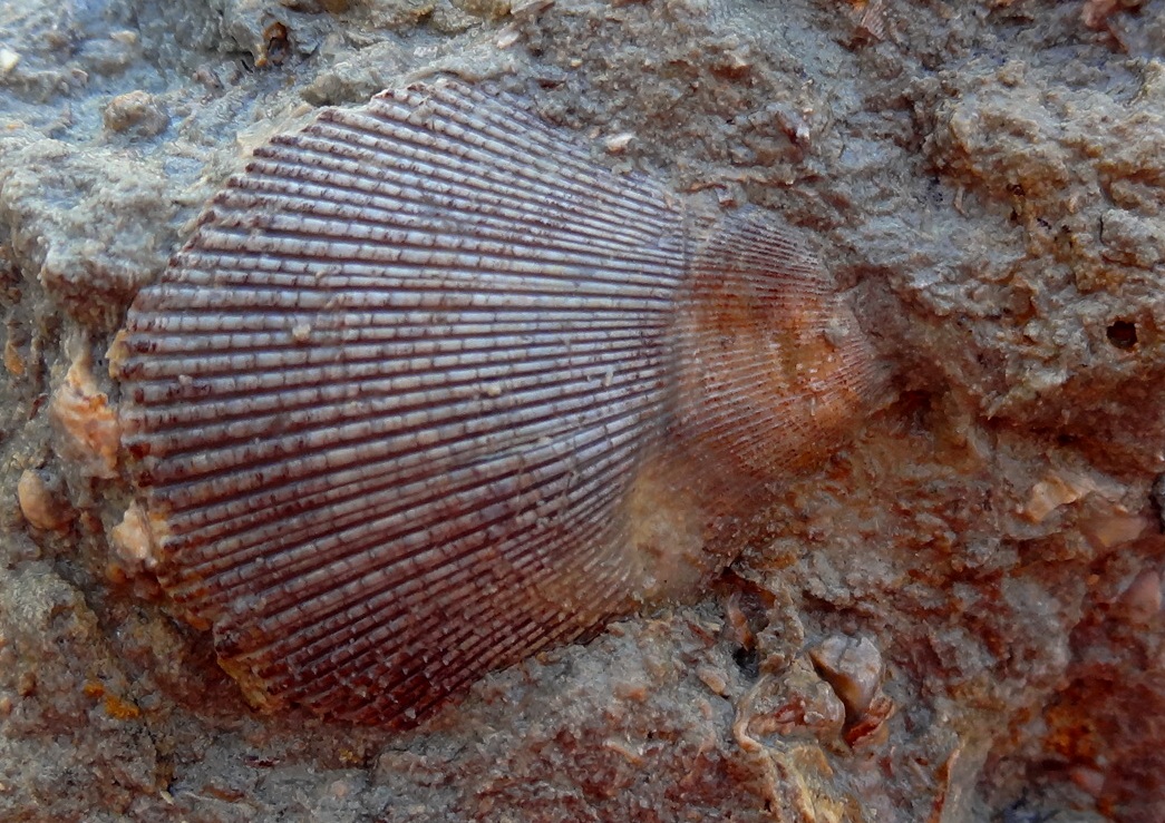 Fossil corals Fossil corals Fossils in rocks