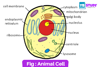 Animal Cell Structure