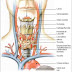 Glande thyroïde : hypothyroïdie, hyperthyroïdie