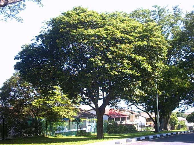 20 Jenis Tanaman Peneduh Untuk Taman Rumah Dan Jalan Raya Cepat Tumbuh Dan Daunnya Lebar Garden Style