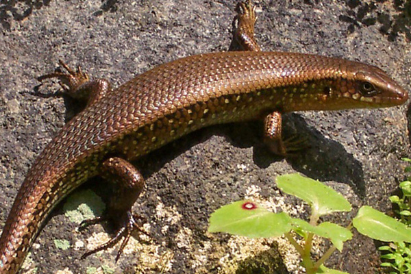 11 Tafsir Mimpi Tentang Kadal Menurut Primbon Dan Erek Erek - Tafsir Mimpi