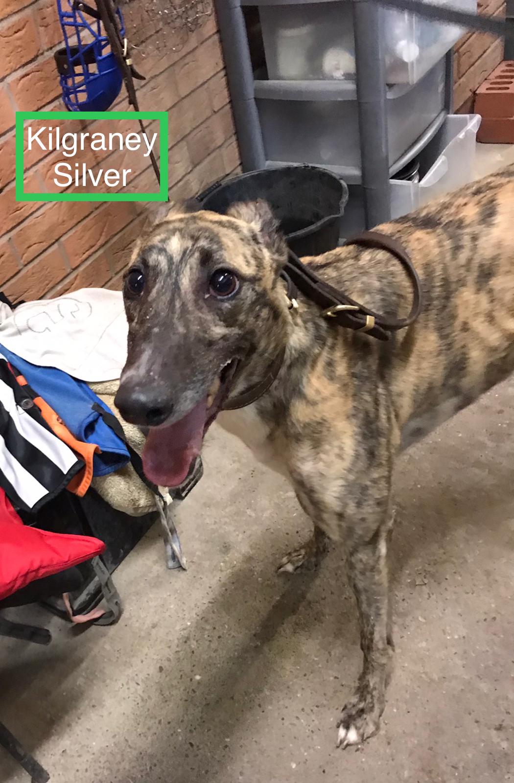 Watford Gap Kennels April Kennel Round Up And Early May News