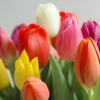 tulipanes de diversos colores