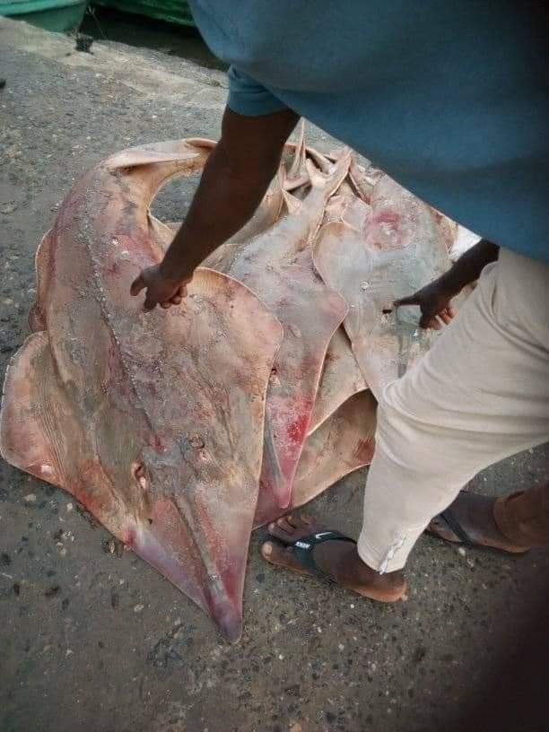 Happy Fisherman Catches Giant Stingray-Trygon Fish in Rivers State (See pictures)