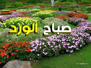 صور صباح الورد,  صباح الخير, صباح الورد