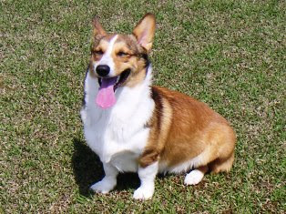 犬が書く ブログ ポメラニアン ヴィクトリアの気持ち 大東犬って知ってる