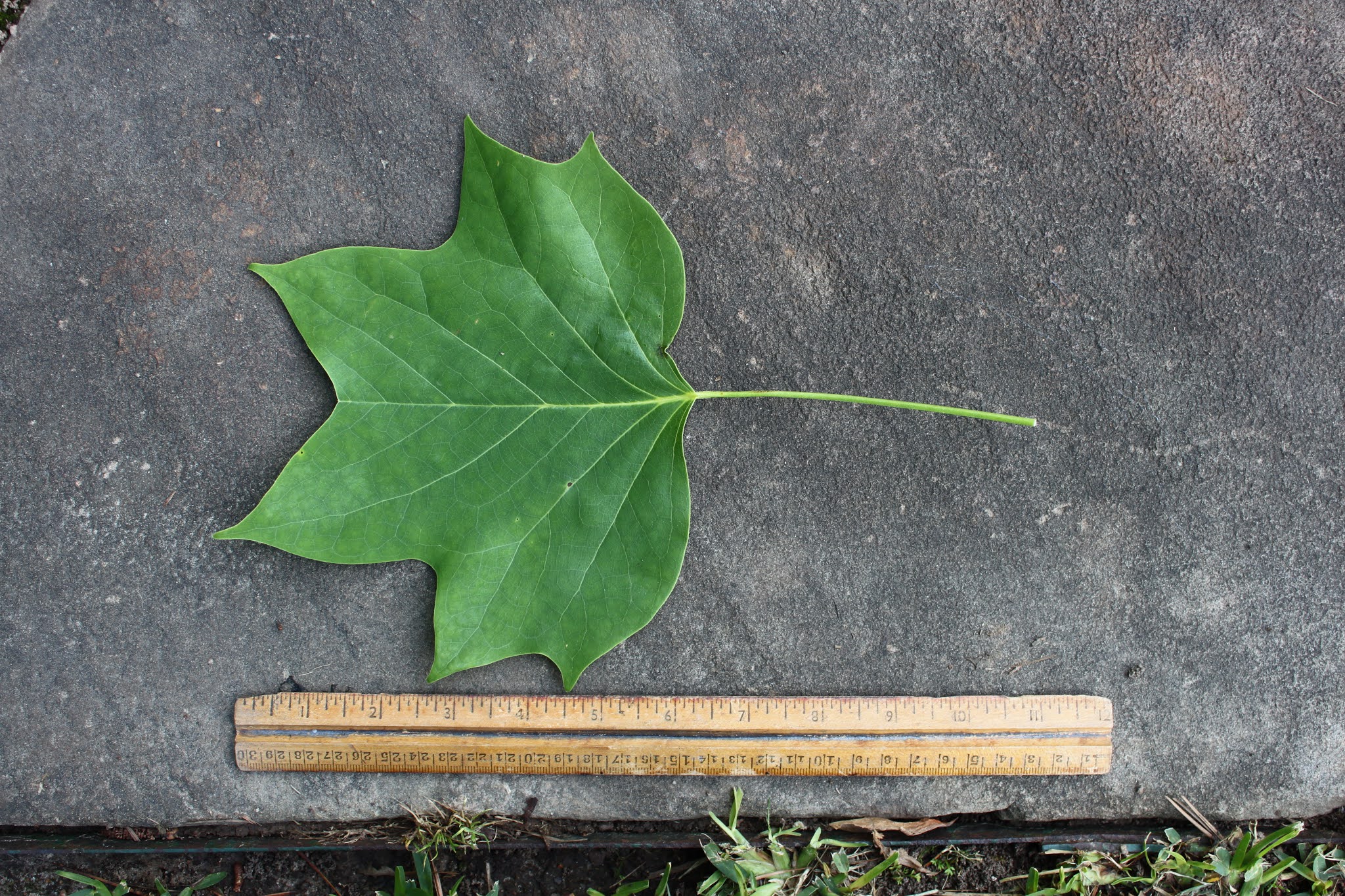 Centenary College Arboretum Tree of the Week Tulip Poplar