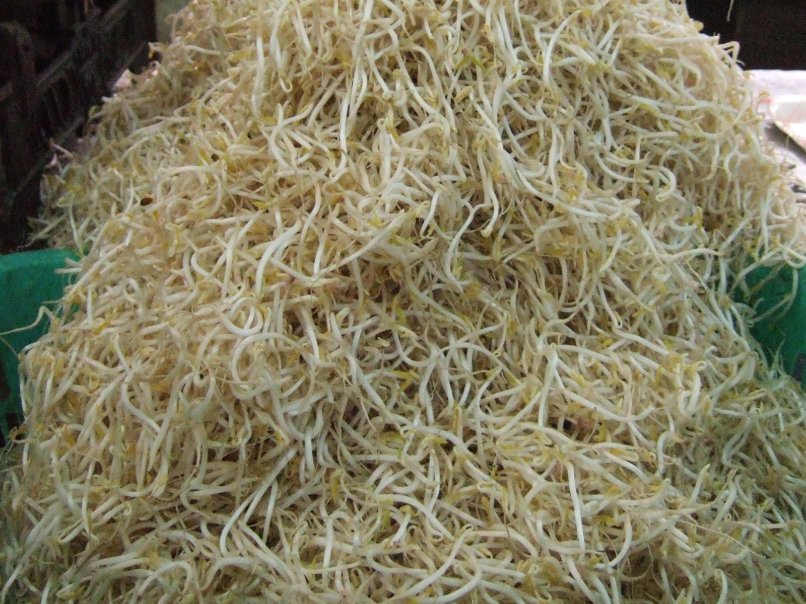 Teknik Kita Pakan Ayam Bangkok Biar Cepat Bertelur