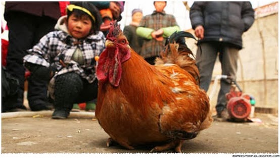 Ayam Jantan Mampu Bertelur Seperti Ayam Betina