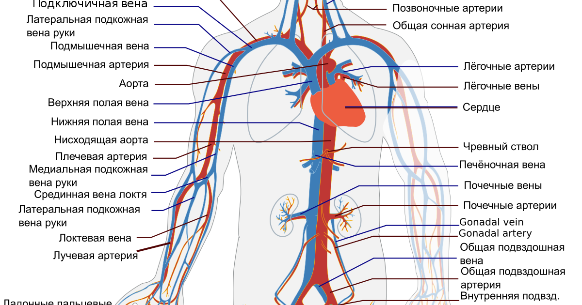 Где находится артерия и вены. Артериальная система анатомия схема. Артериальная и венозная система схема. Схема строения венозной системы человека. Вена анатомия схема.