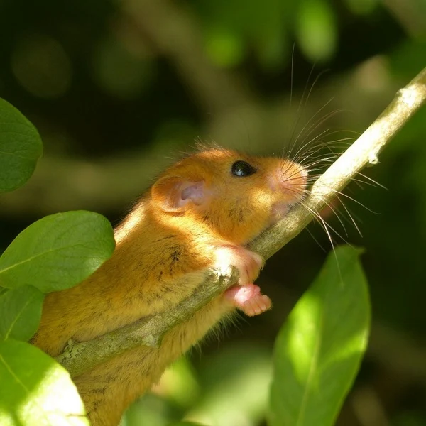 Dormouse at DWT Teigngrace Meadow nature reserve. Photo copyright Andrew Taylor (All Rights Reserved)
