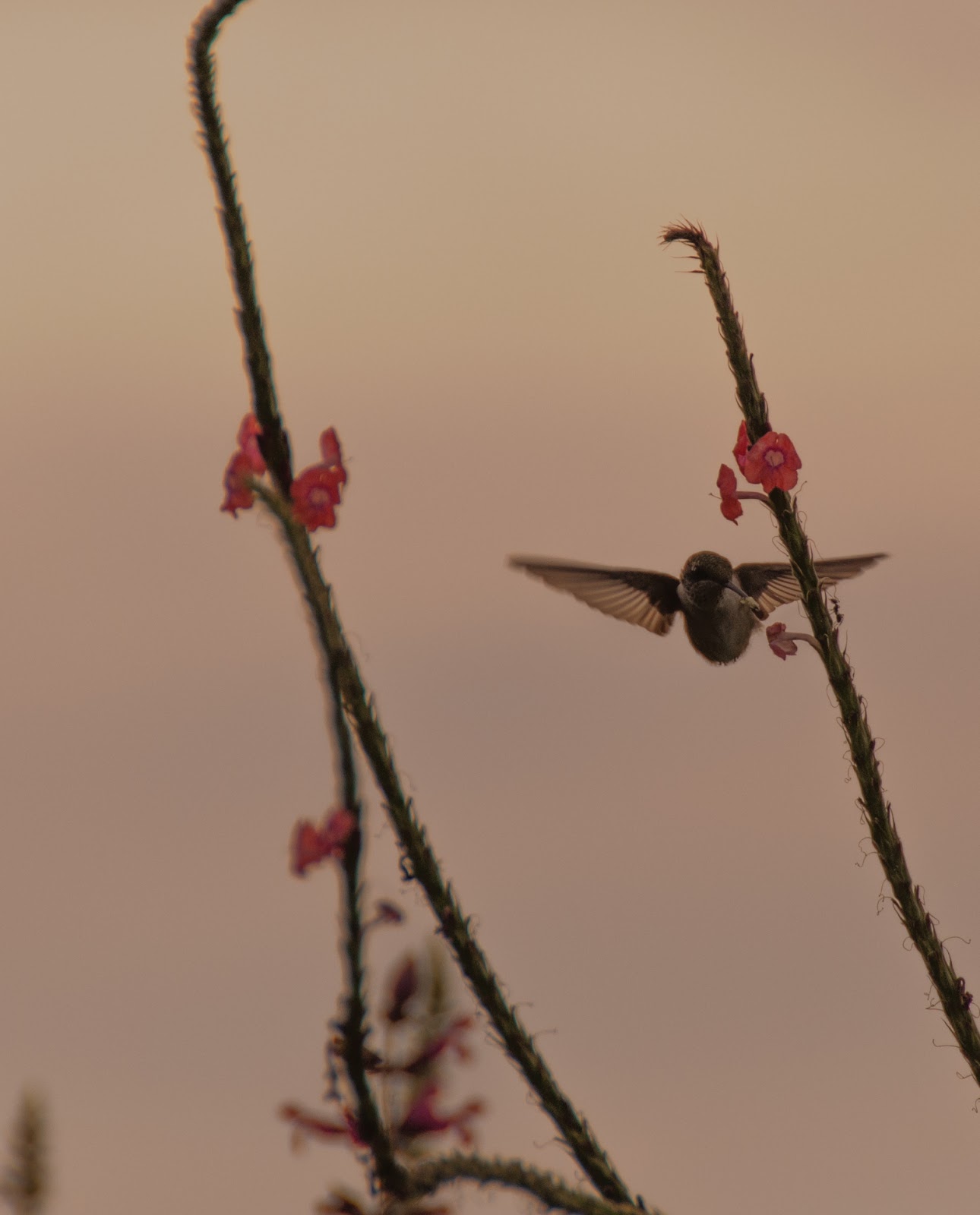 The Baiting Hollow Hummingbird Sanctuary Open Today (Fri); Sepals Part 1