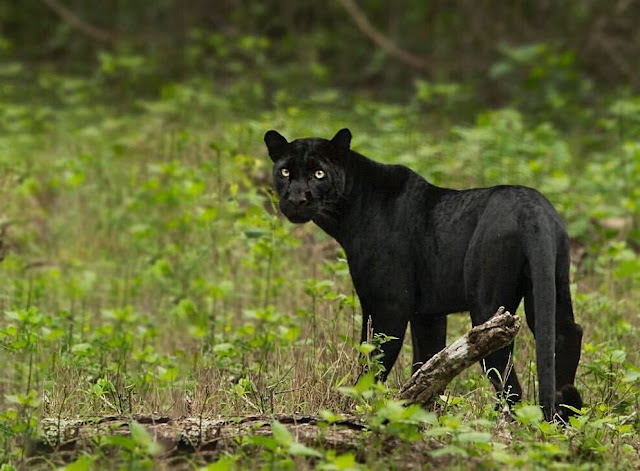 Black Panther Sightings At Kabini