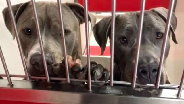 Shelter Dogs Comfort One Another While They Wait To Be Adopted