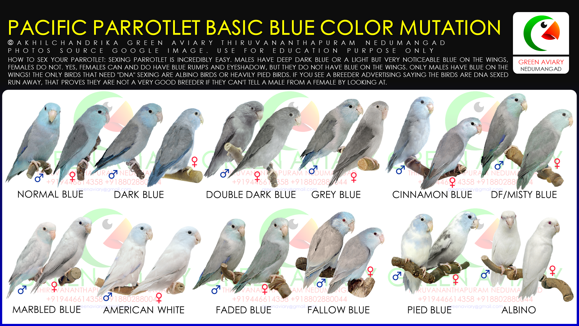 Parrotlet Color Chart