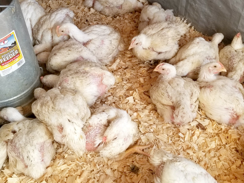 10 Things to Consider Before Raising Cornish Cross Broilers Oak Hill