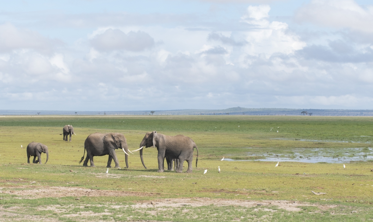 Ol Tukai Lodge - Kenia