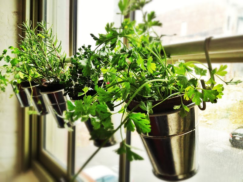 Window Herb Garden - Home Decoration Views